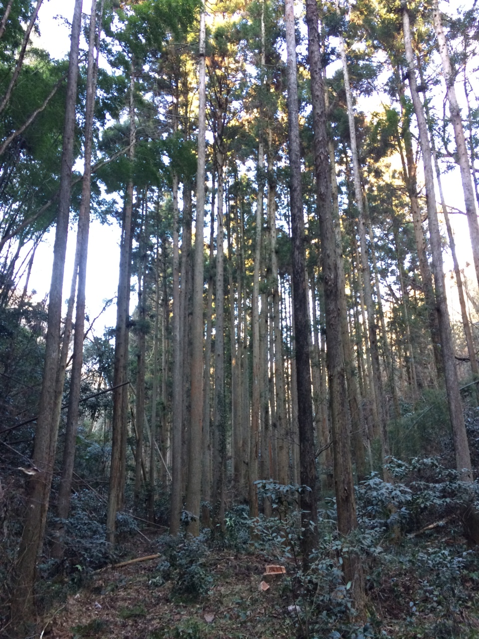 軒丸太と大黒柱を求めて・・・