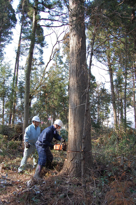 伐採する建主様